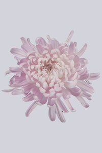 High resolution image 1