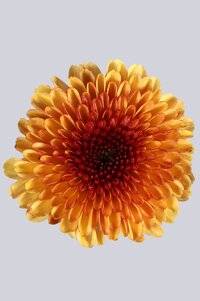 High resolution image 1