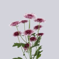 High resolution image 2