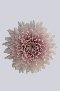 High resolution image 1