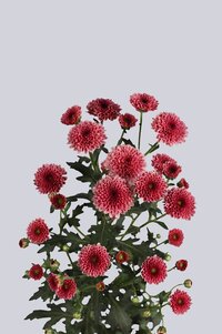 High resolution image 2