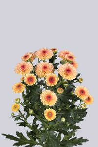 High resolution image 2