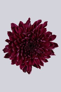 High resolution image 1