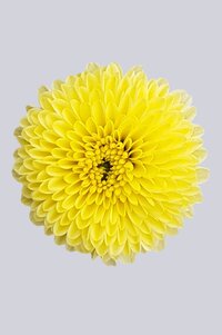 High resolution image 1