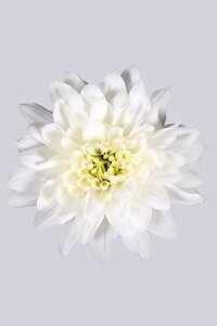 High resolution image 1