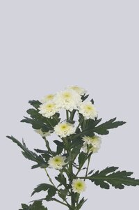 High resolution image 2