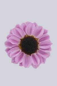 High resolution image 1