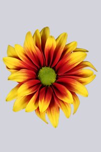 High resolution image 1
