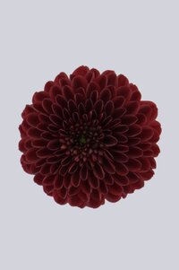 High resolution image 1