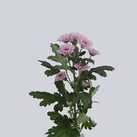 High resolution image 2