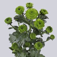 High resolution image 2