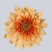 High resolution image 1