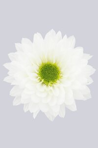 High resolution image 1