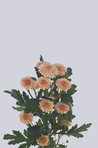 High resolution image 2