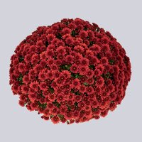 High resolution image 1