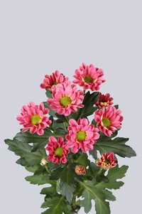 High resolution image 2