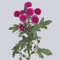 High resolution image 1