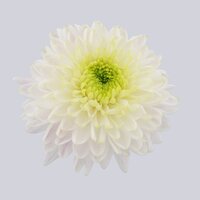 High resolution image 1