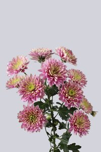 High resolution image 2