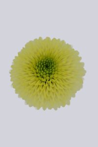 High resolution image 1