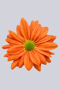 High resolution image 1