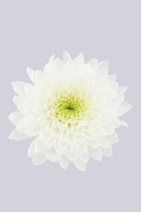 High resolution image 1