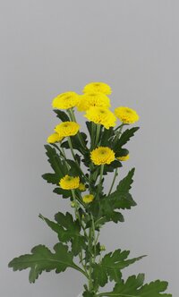 High resolution image 2