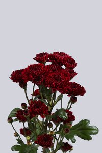 High resolution image 2
