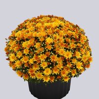 High resolution image 1
