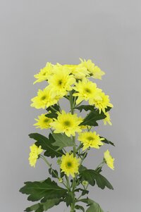 High resolution image 2