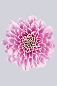 High resolution image 1