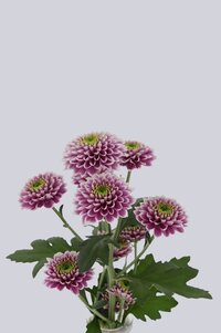 High resolution image 2