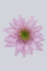 High resolution image 1