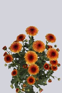 High resolution image 2