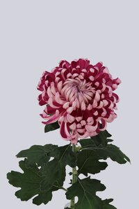 High resolution image 2