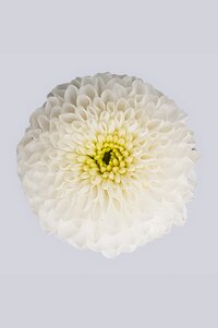 High resolution image 1