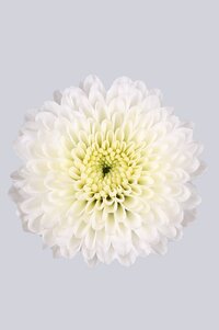 High resolution image 1