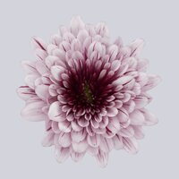 High resolution image 1