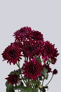 High resolution image 2