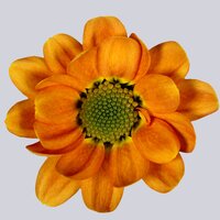 High resolution image 1