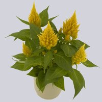 High resolution image 1