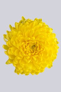 High resolution image 1