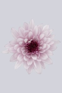High resolution image 1