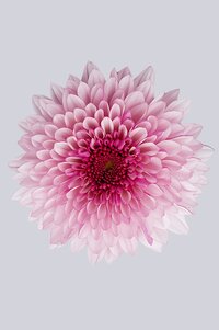 High resolution image 1