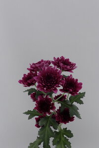 High resolution image 2