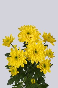 High resolution image 2