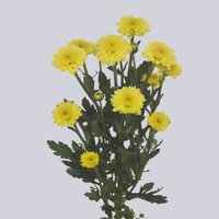 High resolution image 2