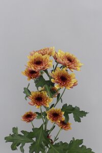 High resolution image 2