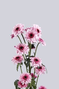 High resolution image 2