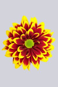 High resolution image 1